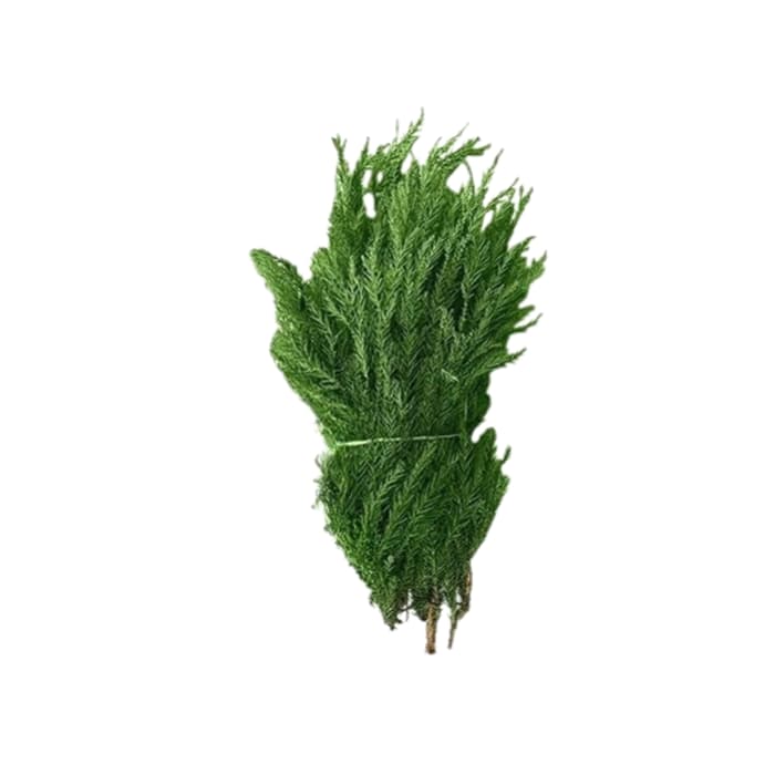برگ کاج رشتی