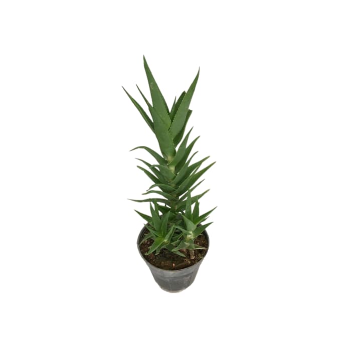 گل شاخ بزی