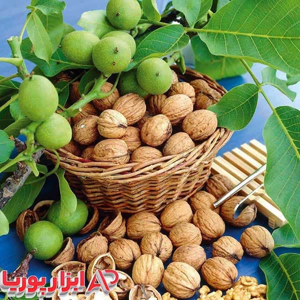 نهال گردو خوشه ای فرانسوی