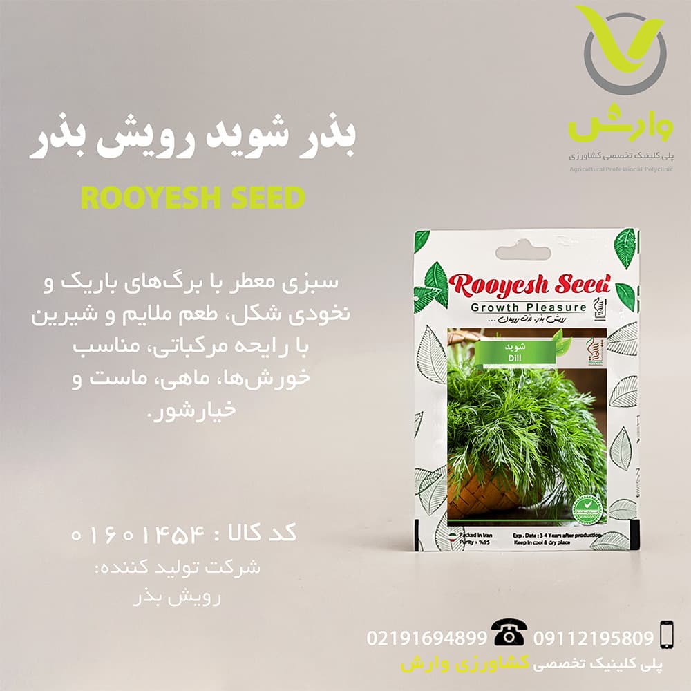 بذر شوید رویش بذر — تصویر ۲