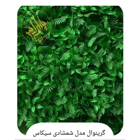 گرین وال شمشاد سیکاس — تصویر ۲