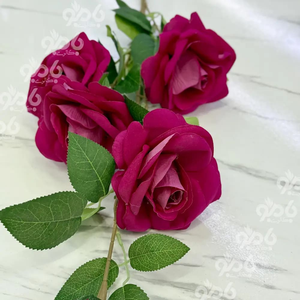 گل بلند شاخه رزجیر 5گل 2015 — تصویر ۳