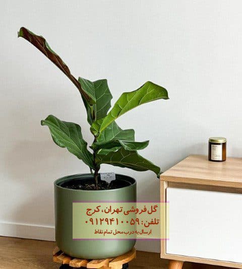 گیاه لیراتا برای زیباسازی فضای آپارتمان
