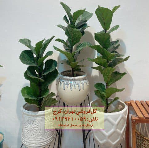فیکوس آفرقایی برای تزئین دکور مطب