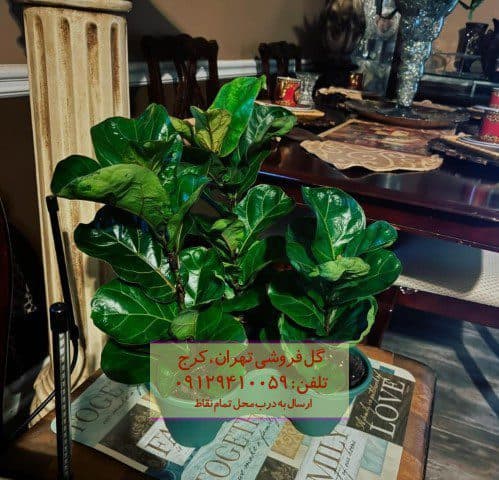 گیاه لیراتا برای چیدمان دکور اتاق نشیمن