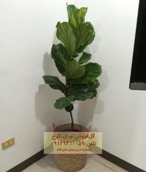 فروش گیاه لیراتا برای طراحی فضای بزرگ