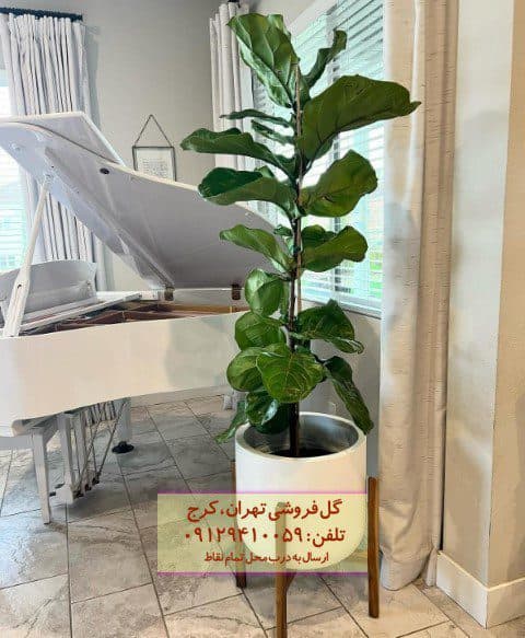 گیاه لیراتا مناسب برای چیدمان تراس یا بالکن
