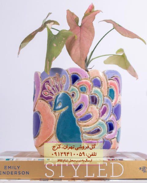 فروش سینگونیوم صورتی برای چیدمان فضاهای کافه و رستوران