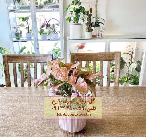سینگونیوم صورتی برای چیدمان دیوارهای داخلی