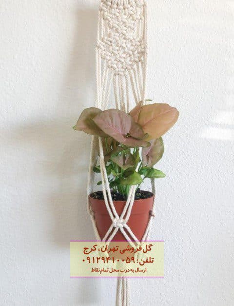فروش سینگونیوم صورتی برای طراحی محیطهای تجاری