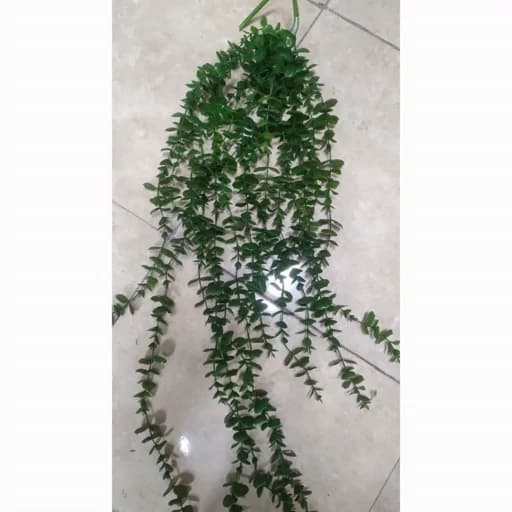ریسه شمشاد 16 شاخه — تصویر ۳