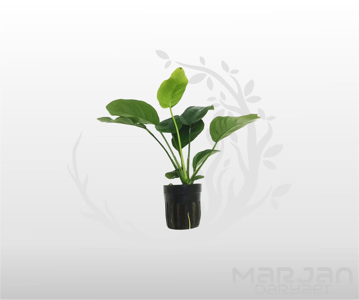 گیاه مقاوم آکواریوم آنوبیاس بارتری برآود لیف