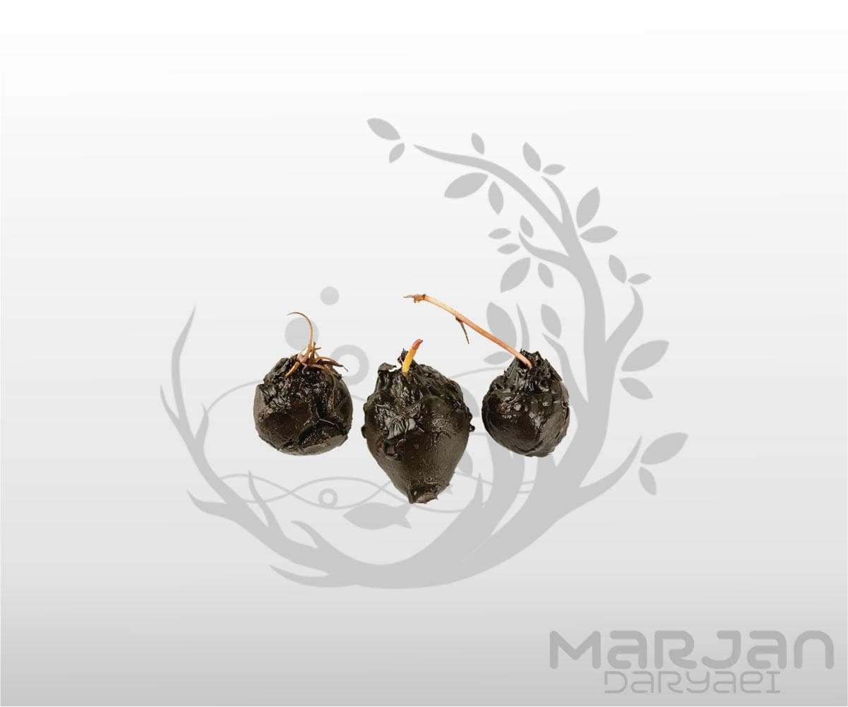 غده نیلوفر تایگر