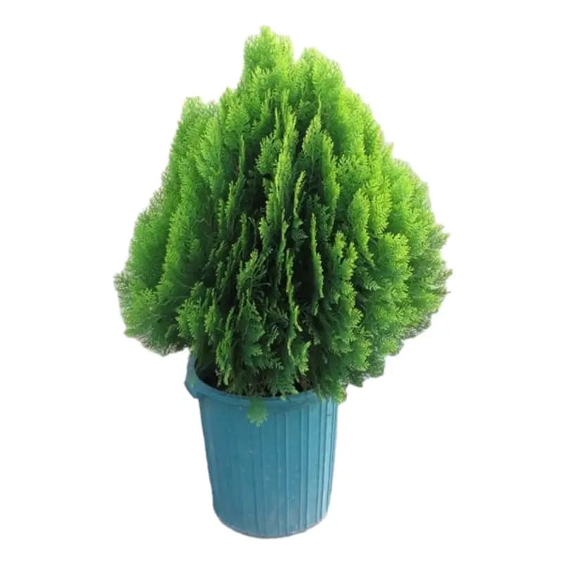 درخت کامیس