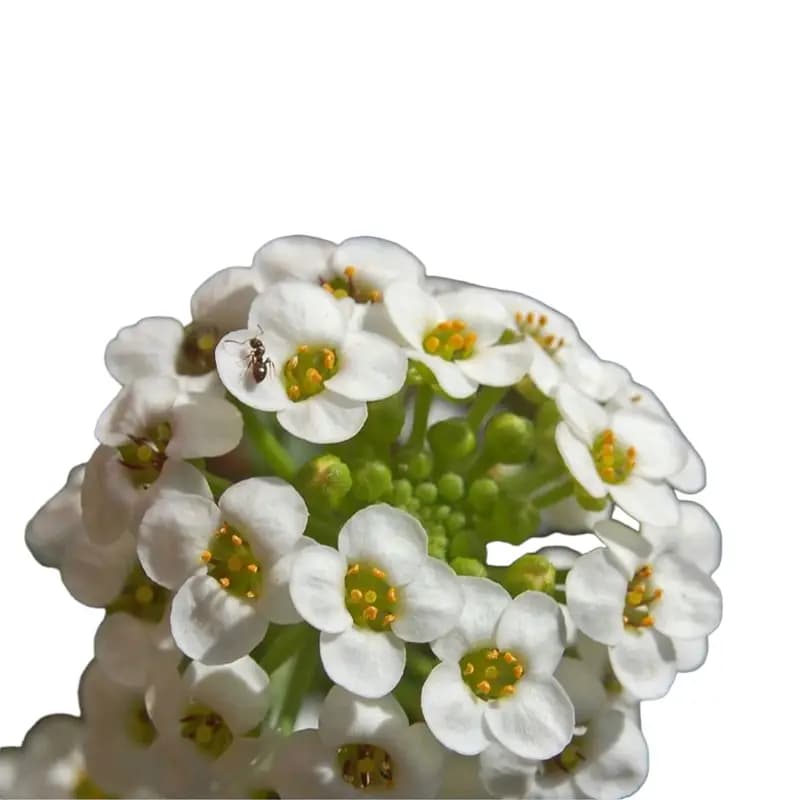 گل باغچه مرواریدی