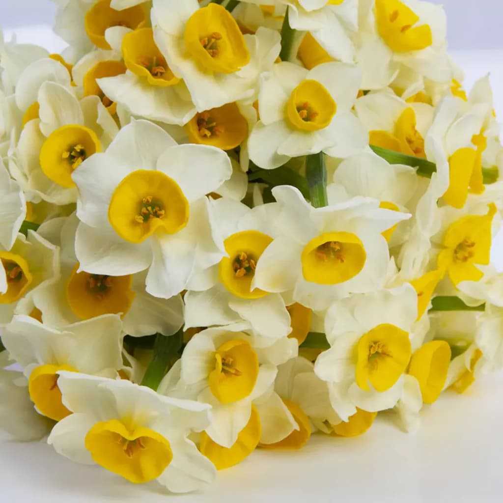 دسته گل نرگس کد 6330 — تصویر ۴