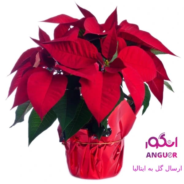 گلدان بنت قنسول(ارسال گل به ایتالیا)
