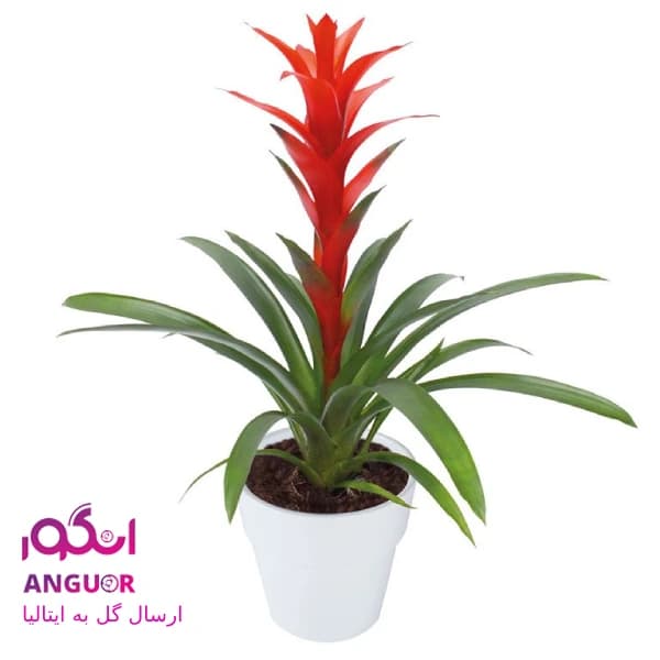 گلدان گازمانیا (ارسال گل به ایتالیا)