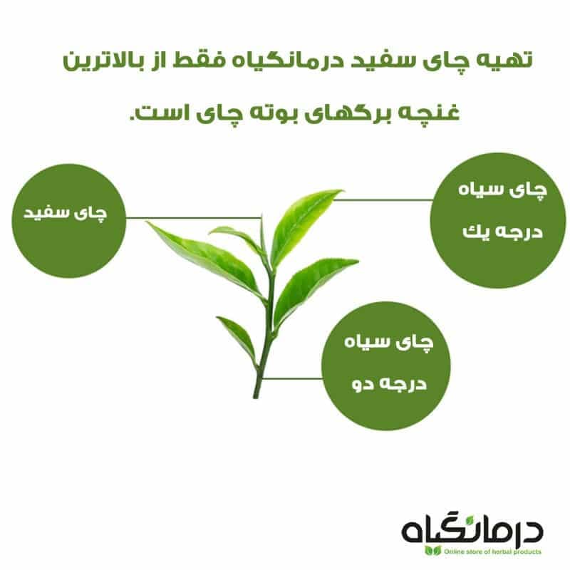 چای سفید درمانگیاه — تصویر ۵