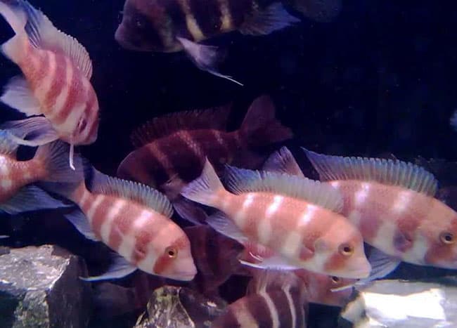 فرانتوزا رد Red Frontosa — تصویر ۲