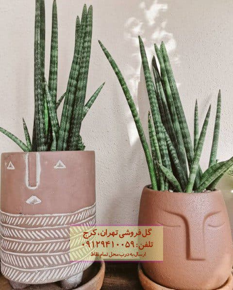 سانسوریا نیزهای برای طراحی داخلی کافههای مینیمال
