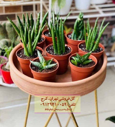 فروش سانسوریا نیزهای برای طراحی دکوراسیون محیطهای عمومی