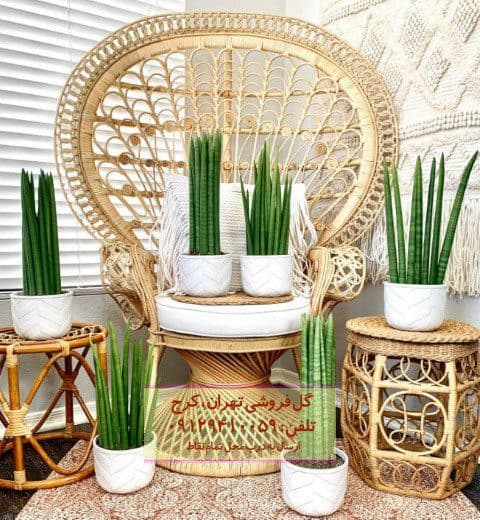 سانسوریا نیزهای مناسب برای طراحی داخلی خانههای دوبلکس