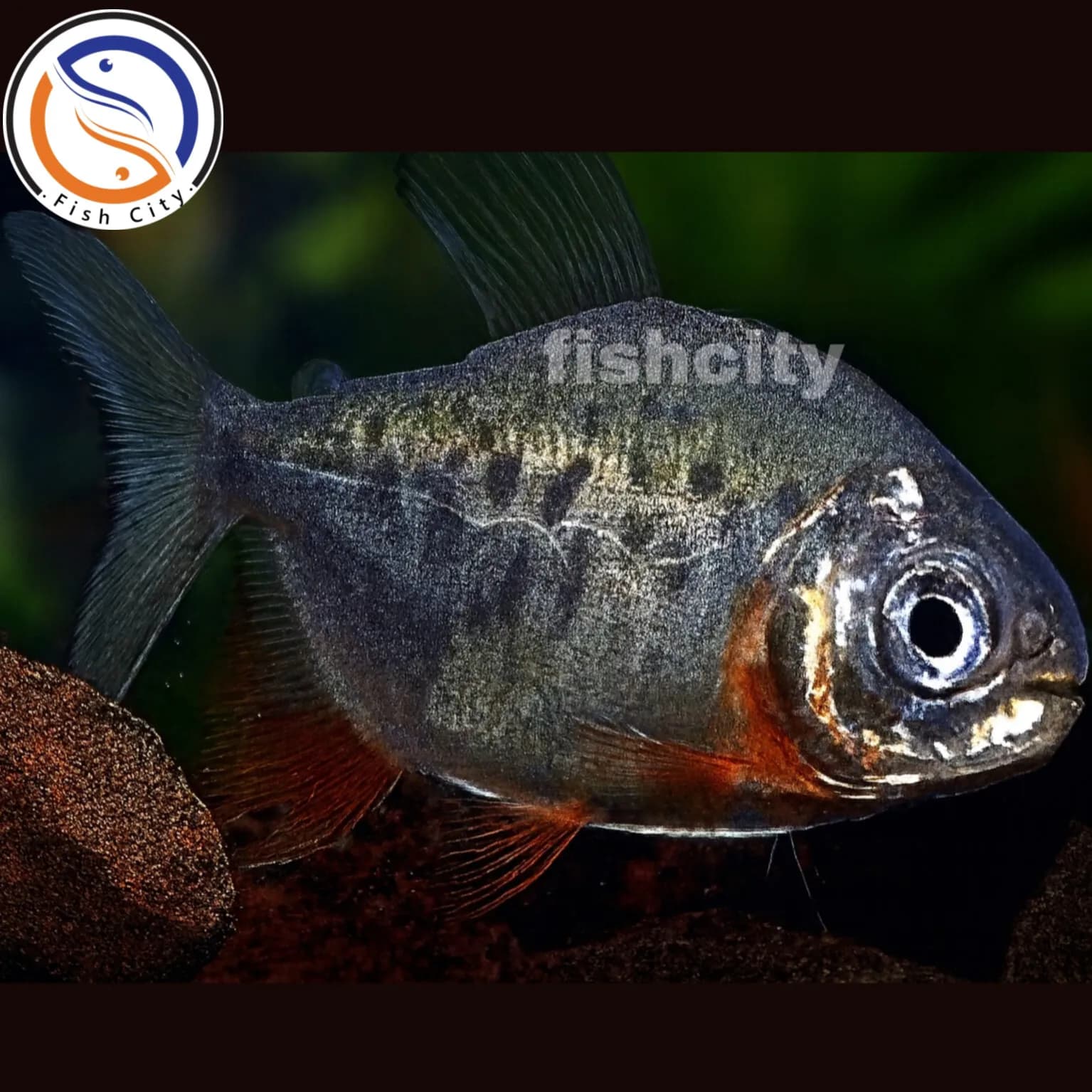 ماهی ردپاکو سایز 8 سانت