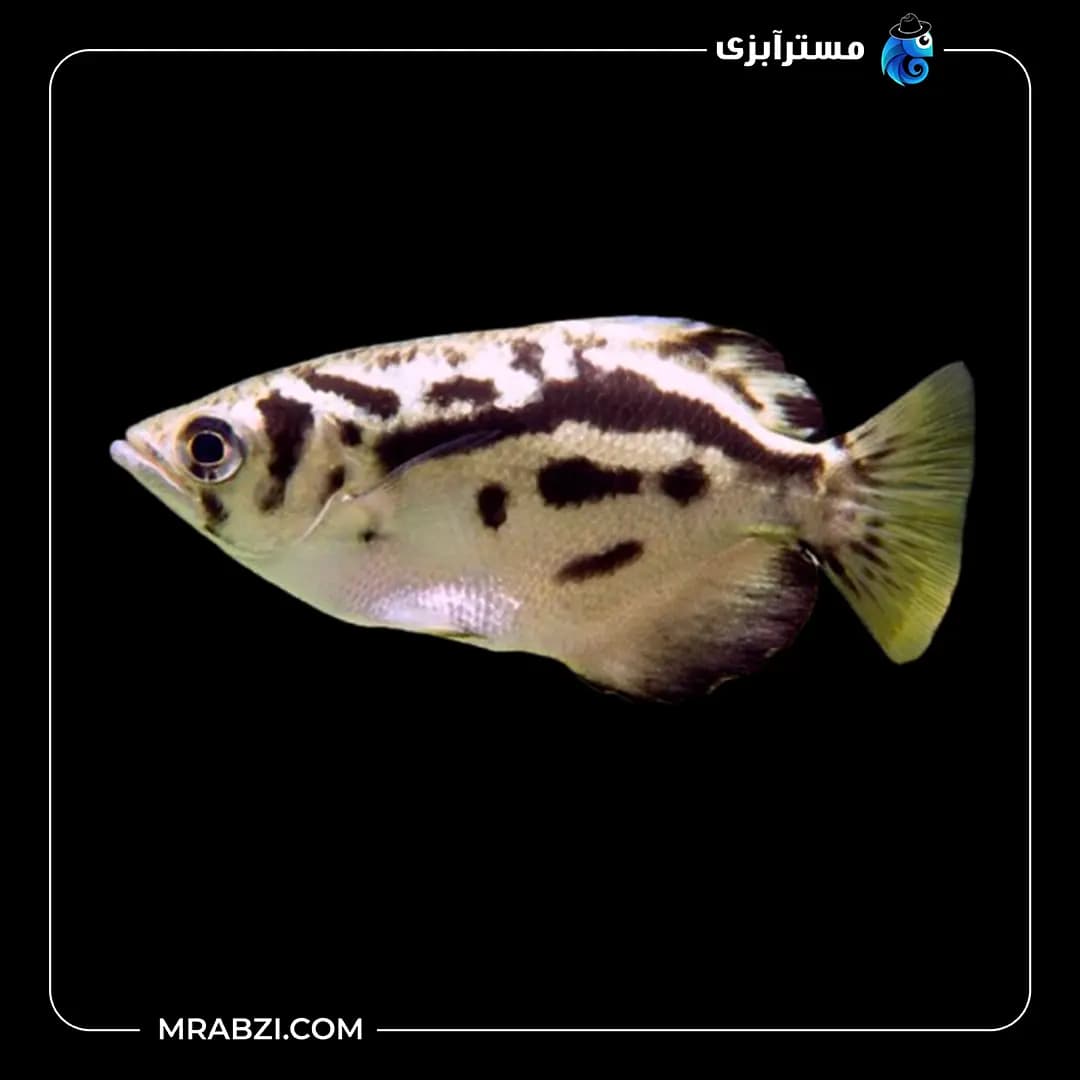 آرچر میانمار