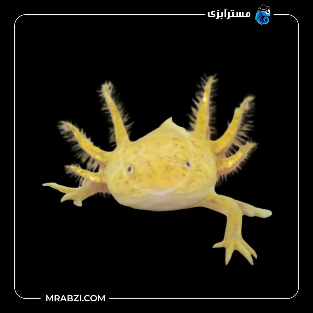 اکسولوتل طلایی آلبینو