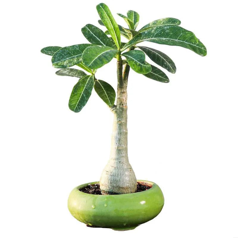 گل آدنیوم
