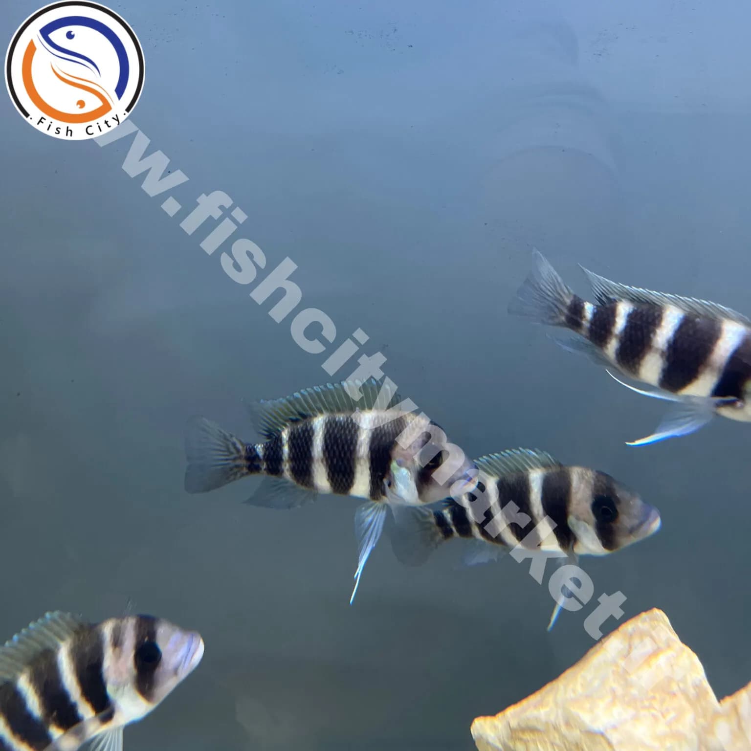 بک گراند طوسی آکواریوم