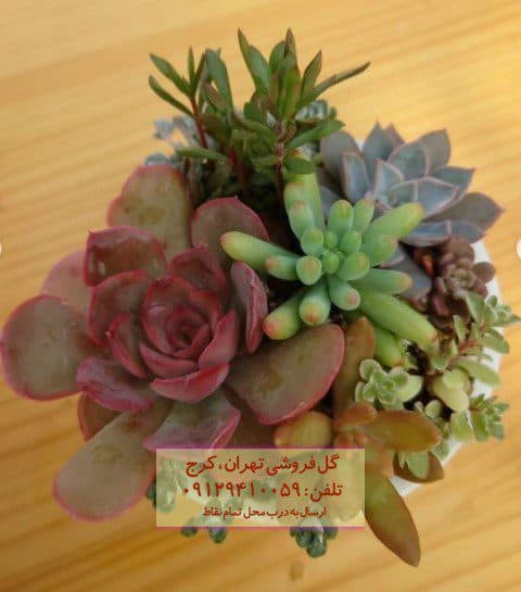 فروش ساکولنت برای دکوراسیون داخلی