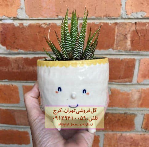 هاوارتیا گورخری مناسب برای چیدمان فضاهای کوچک