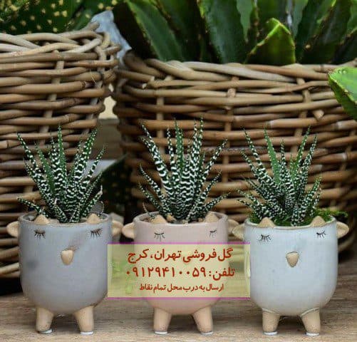 فروش هاوارتیا گورخری برای چیدمان تراس کوچک