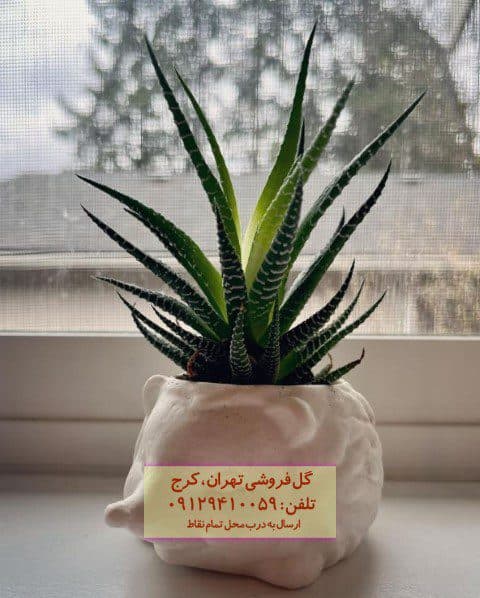 فروش ساکولنت هاوارتیا گورخری برای دکوراسیون خانههای مدرن