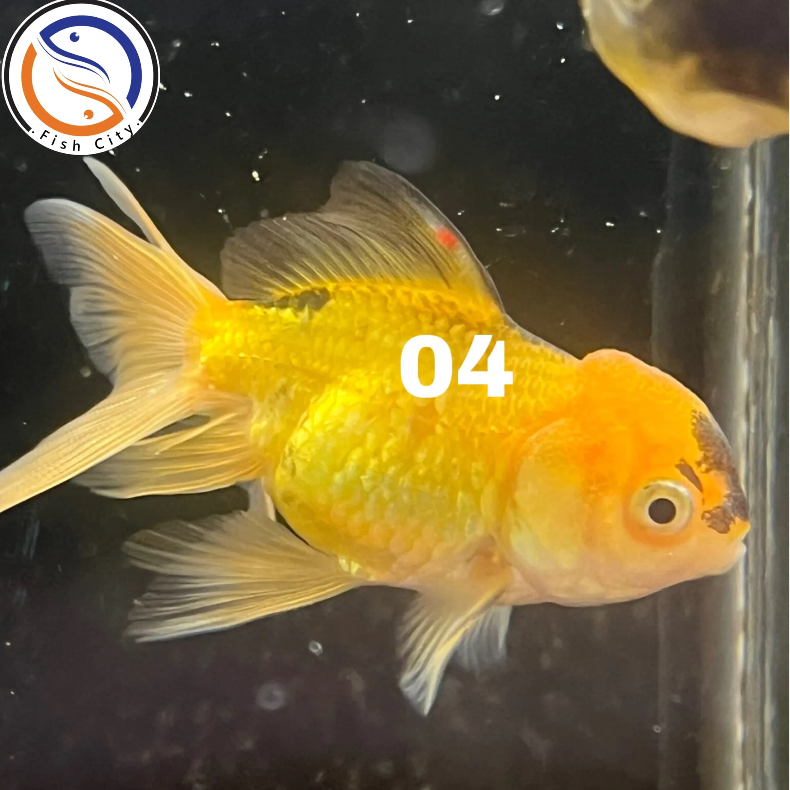 ماهی گلدفیش کله شیری گرید A+ سایز 8-9 سانت — تصویر ۴