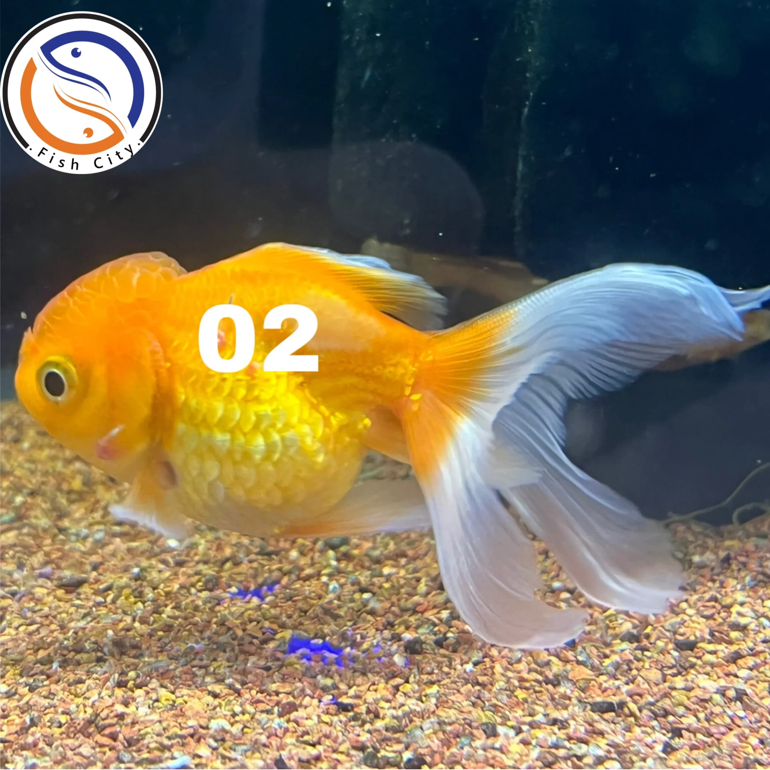 ماهی گلدفیش کله شیری گرید A+ سایز 8-9 سانت — تصویر ۲