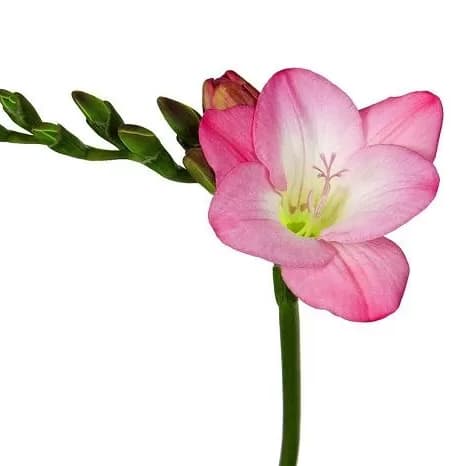 گل فریزیا