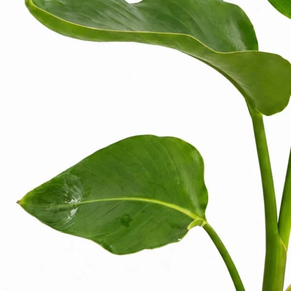 نخل نیکولای تک بوته – باغچه — تصویر ۳