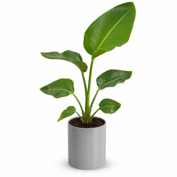 نخل نیکولای تک بوته – باغچه — تصویر ۲