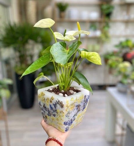 چطور تراریومهای مخصوصی برای تزئین دفتر کار خریداری کنیم؟
