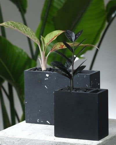 چطور گیاهان گلدار مانند آنتوریوم را برای هدیه دادن به مناسبتهای مختلف از گلفروشی آنلاین خریداری کنیم؟