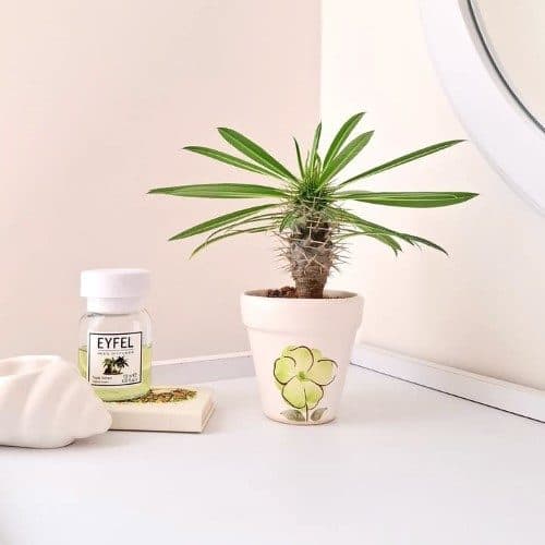 چطور گیاه بونسای را برای هدیه دادن به دوست در روز تولد از گلفروشی آنلاین خریداری کنیم؟