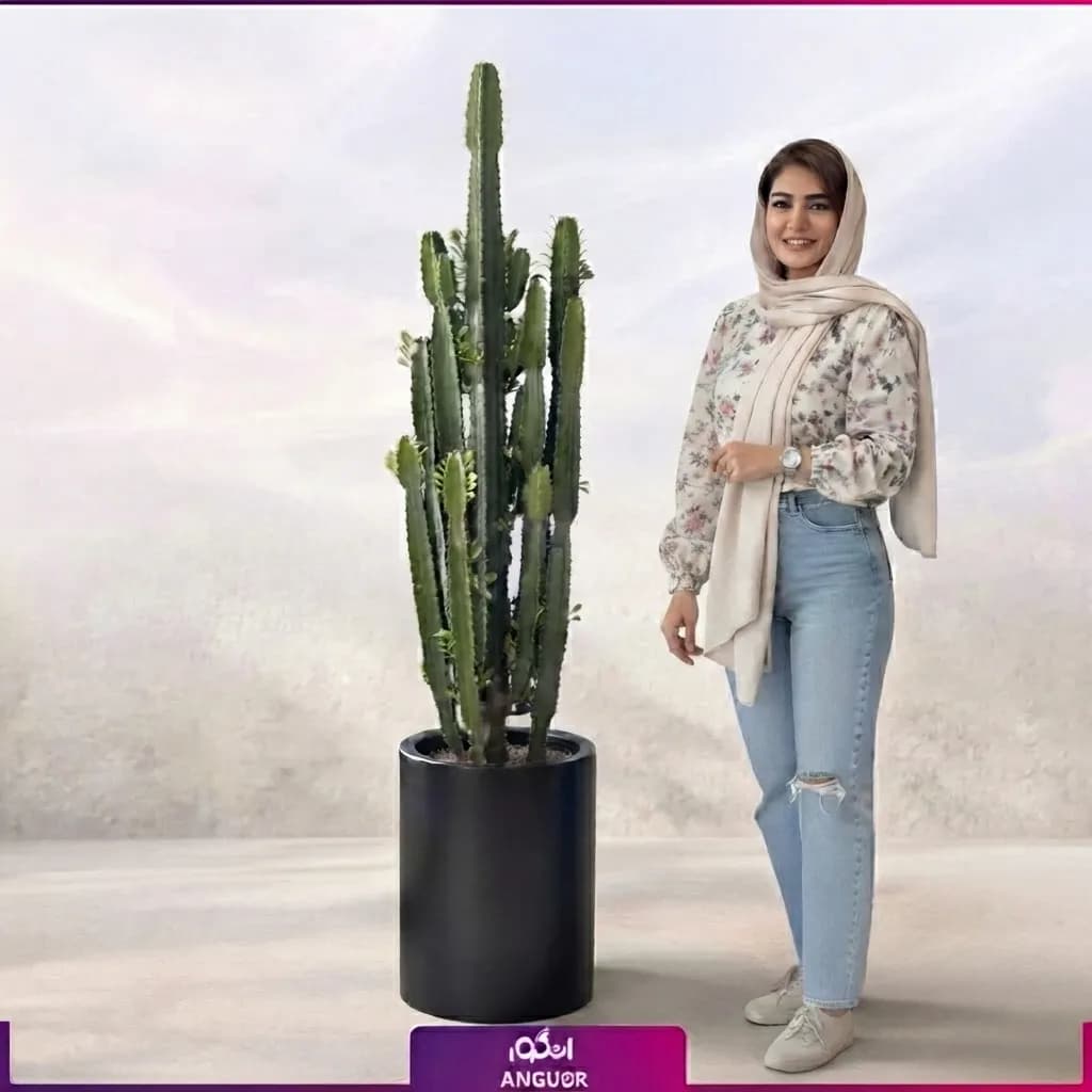 گیاه افوربیا به همراه گلدان