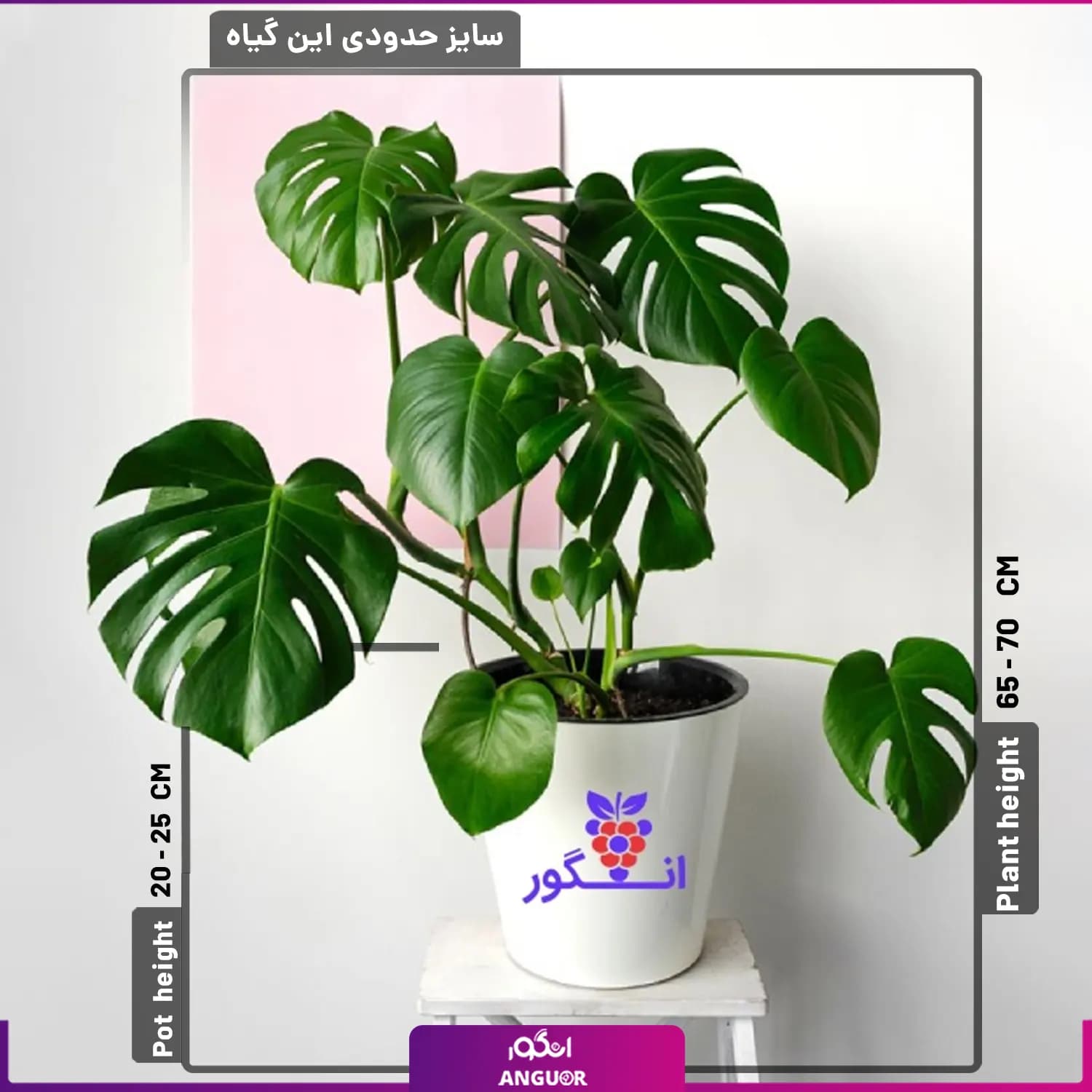 گیاه برگ انجیری با گلدان سفید — تصویر ۲