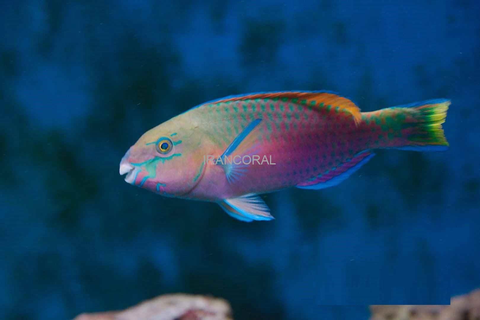 طوطی ماهی کویی