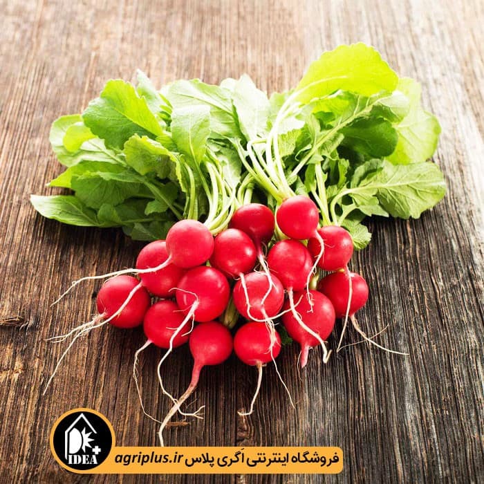 بذر تربچه گرد بسته بندی خانگی — تصویر ۲