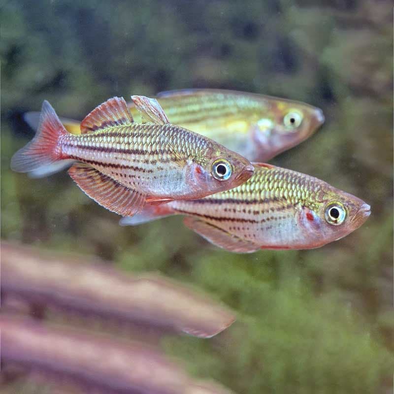 ماهی رنگین کمانی ماکولی Maccullochi Rainbow Fish