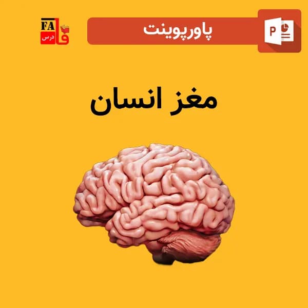 پاورپوینت مغز انسان